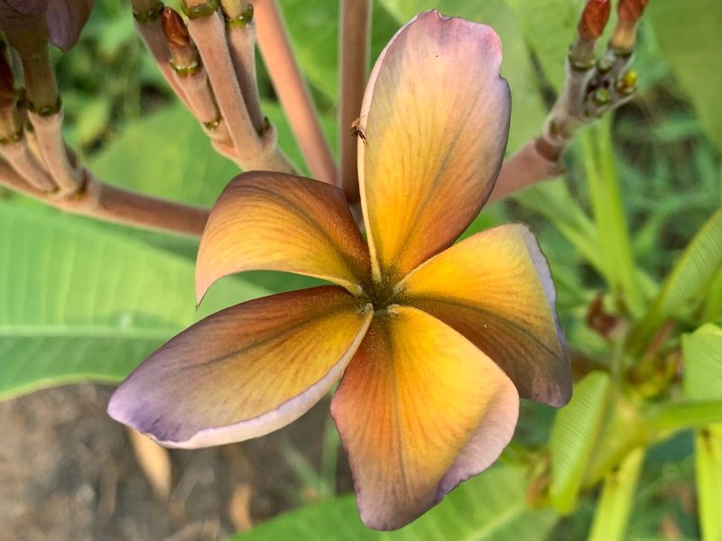 Mutabilis - Image 3