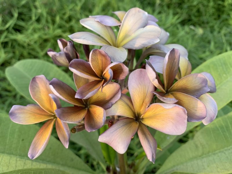 Mutabilis - Image 8