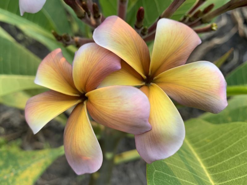 Mutabilis - Image 4