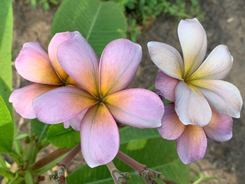 Mutabilis - Image 2