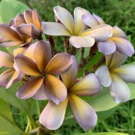 Mutabilis- 2025 release- Extremely Limited!