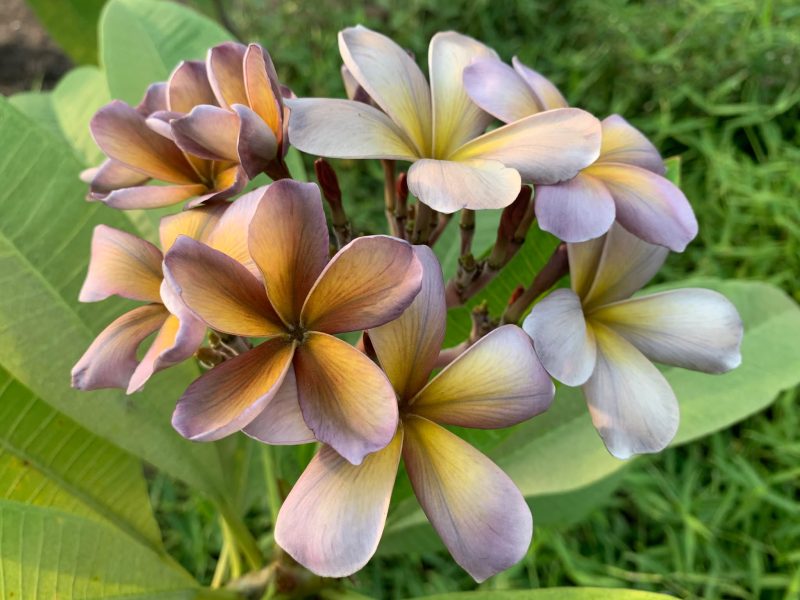 Mutabilis
