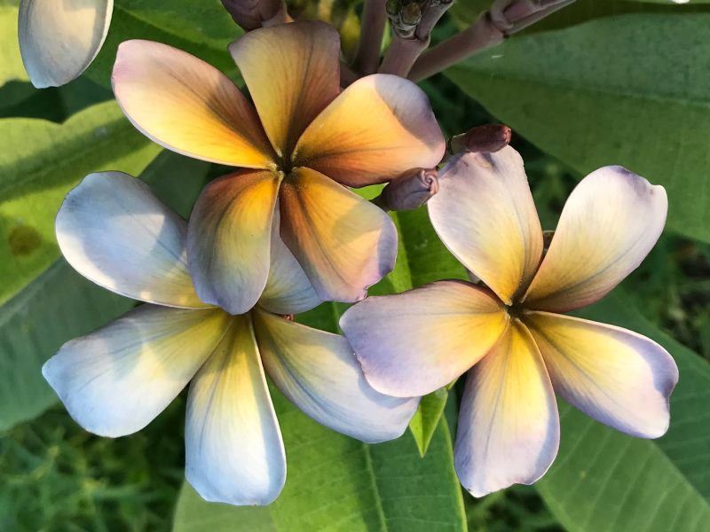 Mutabilis - Image 6