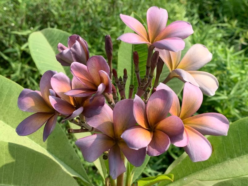 Mutabilis - Image 7