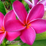 Bright Pink- 5 seeds