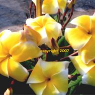 Jack's Yellow (Lueang Jack) 5 Seeds