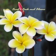 Donald Angus Gold- Pack of 8 seeds