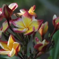 Nui Delight- LAST one!