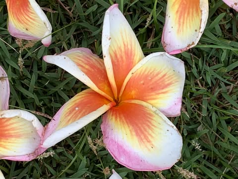 Olympic Flame- New for 2026. Grafted Plumeria Plant - Image 2