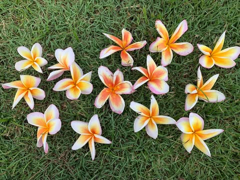 Olympic Flame- New for 2026. Grafted Plumeria Plant - Image 3