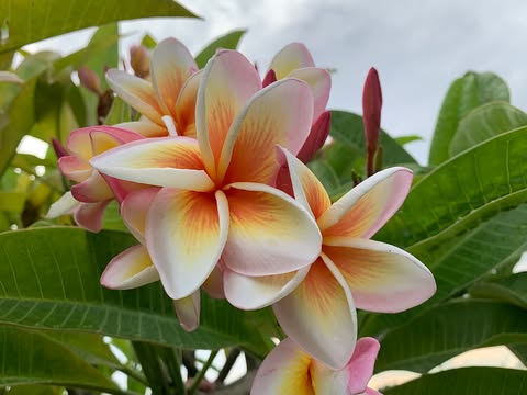 Olympic Flame- New for 2026. Grafted Plumeria Plant - Image 4