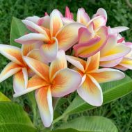 Olympic Flame- New for 2026. Grafted Plumeria Plant