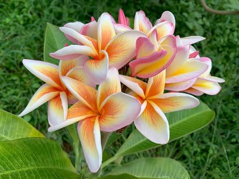 Olympic Flame- New for 2026. Grafted Plumeria Plant
