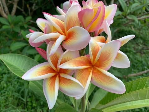 Olympic Flame- New for 2026. Grafted Plumeria Plant - Image 5
