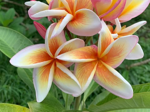 Olympic Flame- New for 2026. Grafted Plumeria Plant - Image 6
