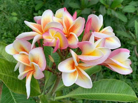 Olympic Flame- New for 2026. Grafted Plumeria Plant - Image 7
