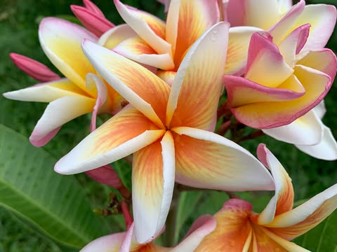 Olympic Flame- New for 2026. Grafted Plumeria Plant - Image 8