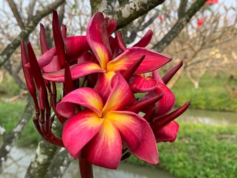 On Fire- New for 2026. Rooted Plumeria Plant - Image 2