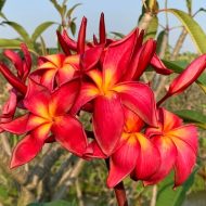 On Fire- New for 2026. Rooted Plumeria Plant