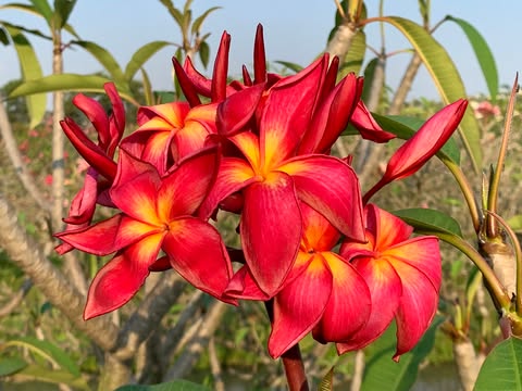 On Fire- New for 2026. Rooted Plumeria Plant