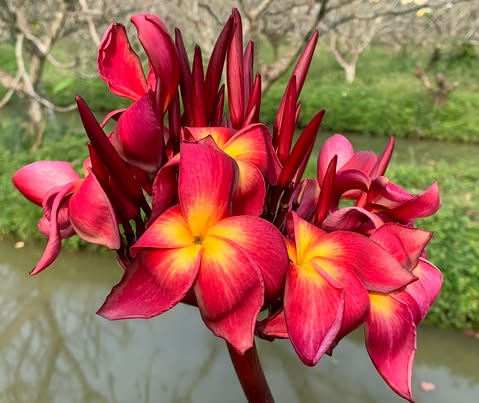 On Fire- New for 2026. Rooted Plumeria Plant - Image 3