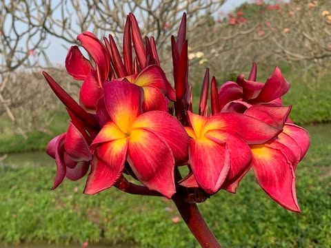 On Fire- New for 2026. Rooted Plumeria Plant - Image 4