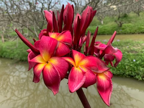 On Fire- New for 2026. Rooted Plumeria Plant - Image 5