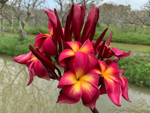 On Fire- New for 2026. Rooted Plumeria Plant - Image 6