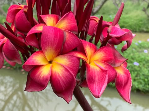 On Fire- New for 2026. Rooted Plumeria Plant - Image 7