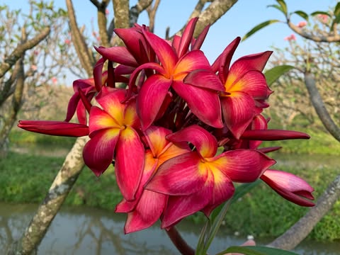On Fire- New for 2026. Rooted Plumeria Plant - Image 8
