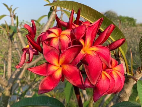 On Fire- New for 2026. Rooted Plumeria Plant - Image 9