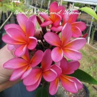 Opera Rouge- Limited!