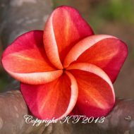 Orange #1- 5 Seeds- Exclusive