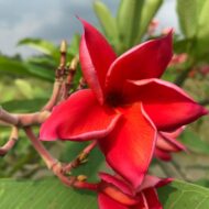 Orange Crush- New for 2024- Grafted