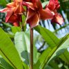 Orange Paper Windmill- Exclusive from Kukiat! ROOTED Plants--NOT GRAFTED - Image 2