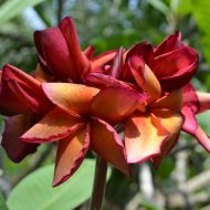 Orange Paper Windmill