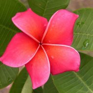 Orange Sunrise- 5 Seeds- Exclusive and Limited!