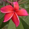 Orange Sunrise- 5 Seeds- Exclusive and Limited! - Image 2