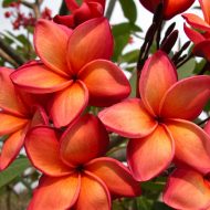 Orange Kukiat Seedling (unnamed)  5 seeds- NEW and VERY RARE