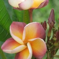 Orange Violet- A rare beauty!