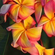 Oriental Combination