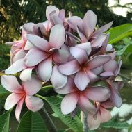 P-901- 5 seeds- NEW!