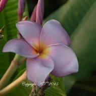 P1004- 5 Seeds- A Purple Seedling