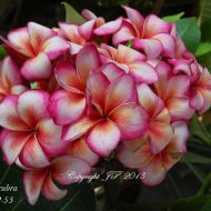 P-53- Showy Compact Grower!