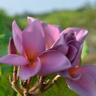 P703- A Kukiat Purple- 5 Seeds RARE