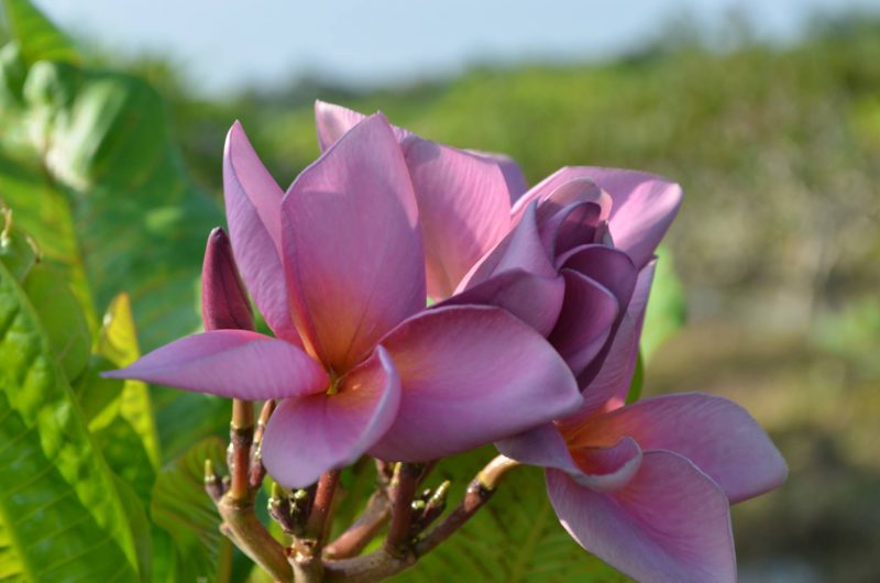 P703- A Kukiat Purple- 5 Seeds RARE