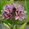 P705  (5 seeds)  Exclusive! - Image 2