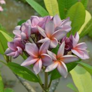 P705  (5 seeds)  Exclusive!