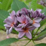 P801-A Purple Seedling- 5 Seeds RARE & LIMITED!