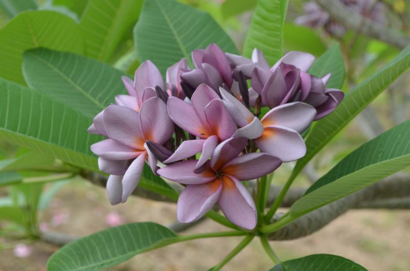 P801-A Purple Seedling- 5 Seeds RARE & LIMITED!